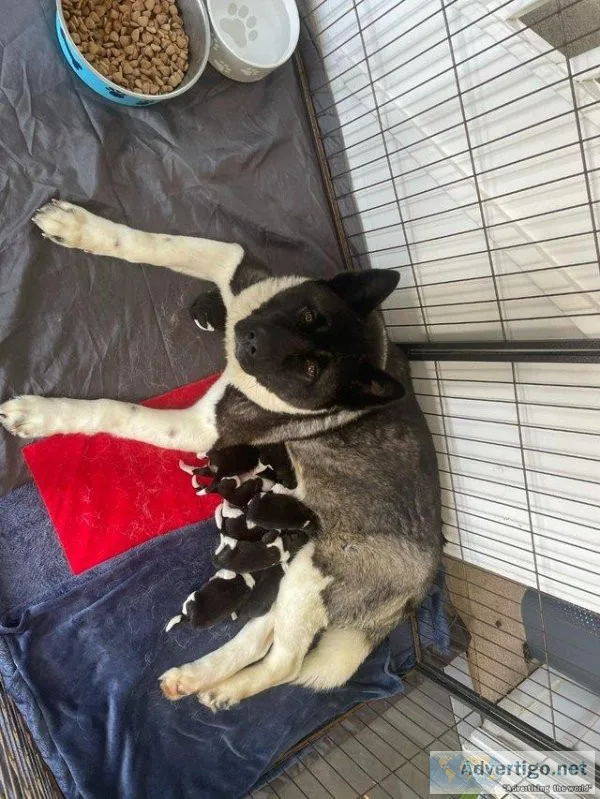 American Akita x Siberian husky pups