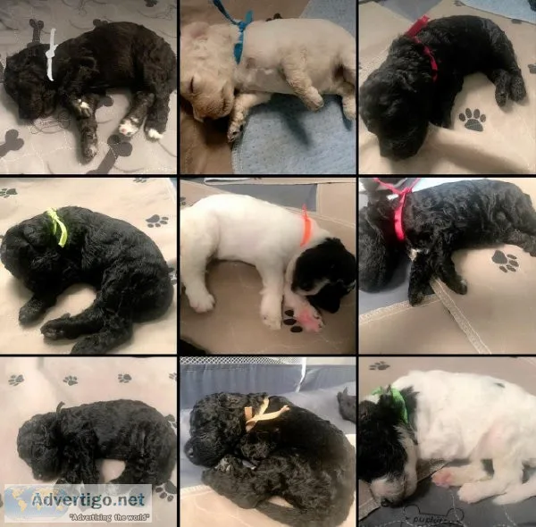 Standard Poodle Puppies
