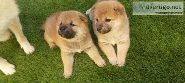 6 weeks old Japanese shiba inu puppies