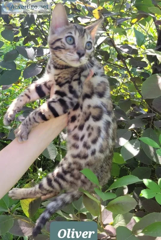 Bengal kittens  for sale