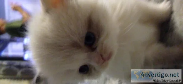 Persian kittens