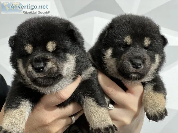 Black and Tan Shiba puppy availableOnly 5 forever home need appl