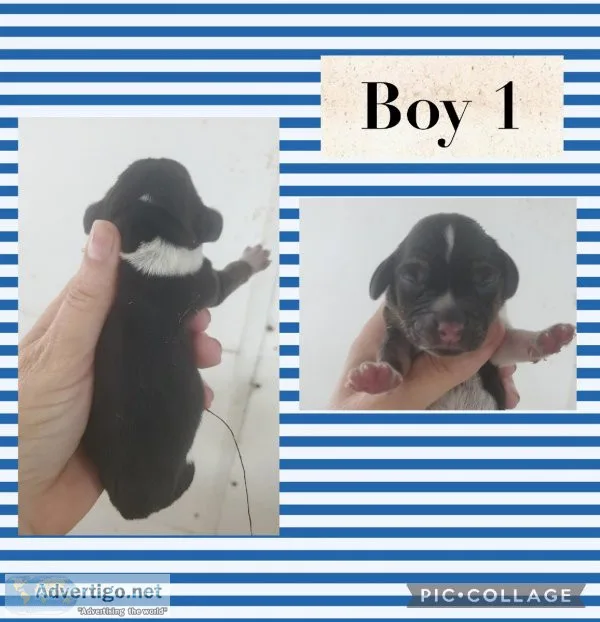 Sweet AKC Beagles