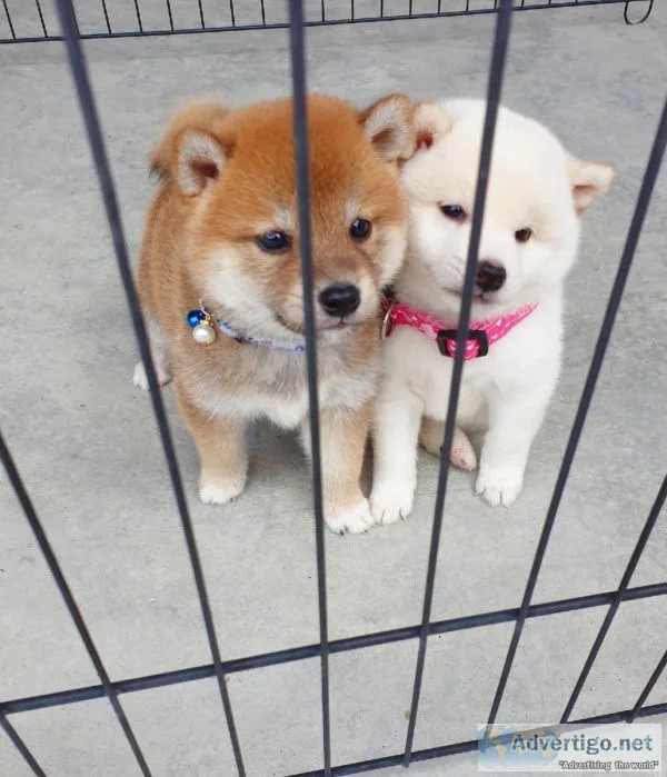 Shiba Inu puppies now available to go to a good family home