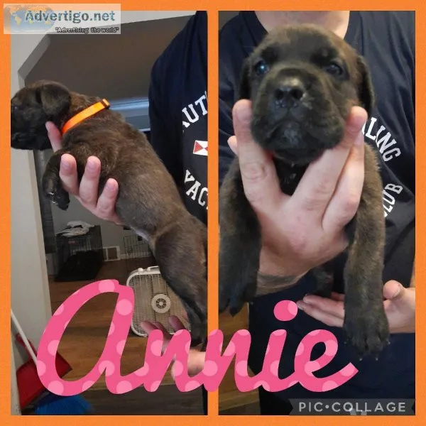 Cane Corso Puppies