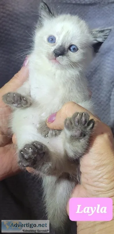 Ragdoll kittens for sale