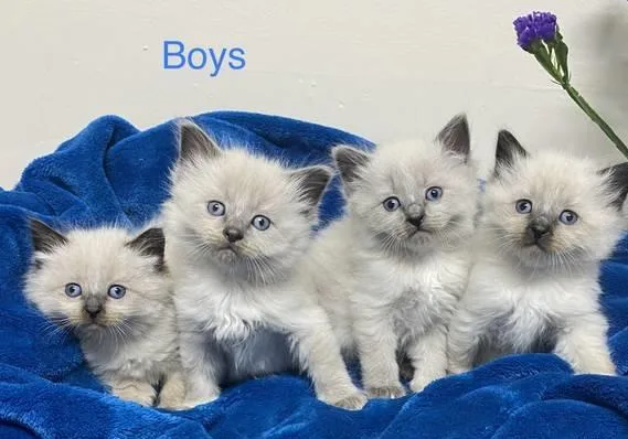 Rehoming Ragdoll