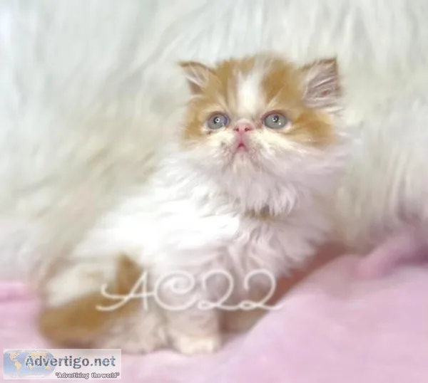 Male Persians
