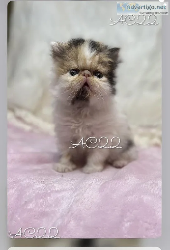 Female Persian