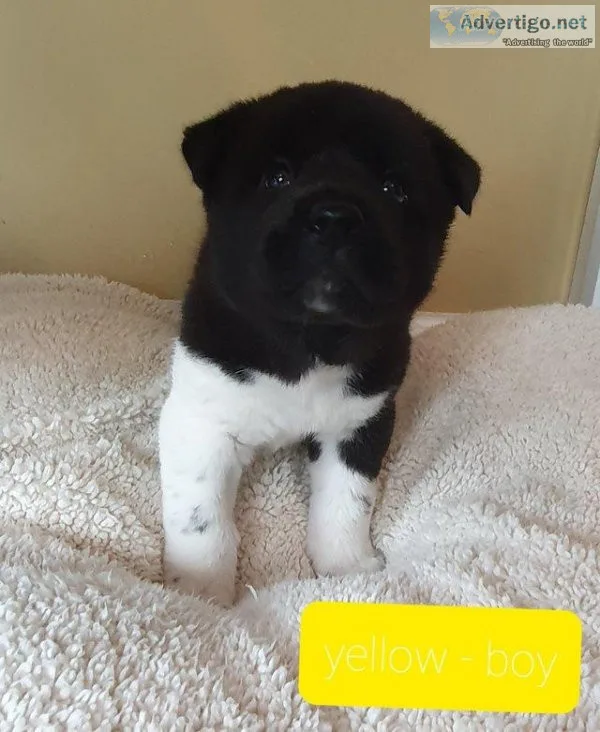 Puppies ready for new homes now
