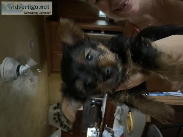 Yorkie pup