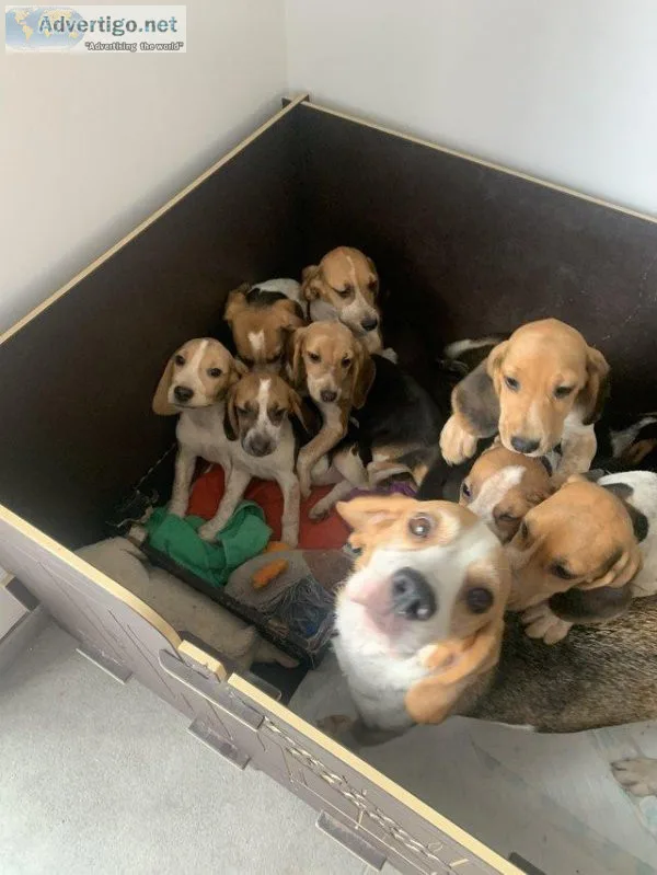 KC registered Beagle puppies ready now