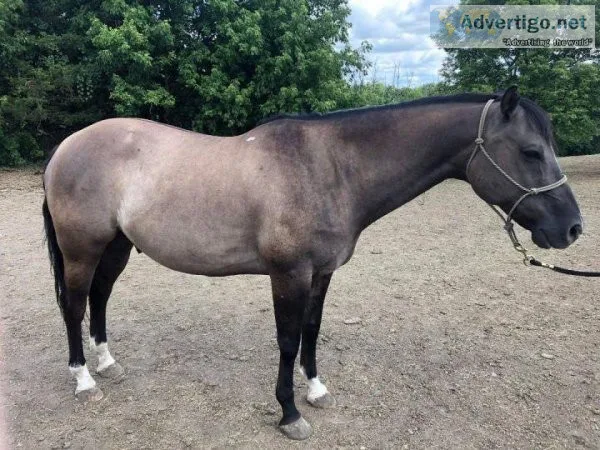 Jack Looking For New Home