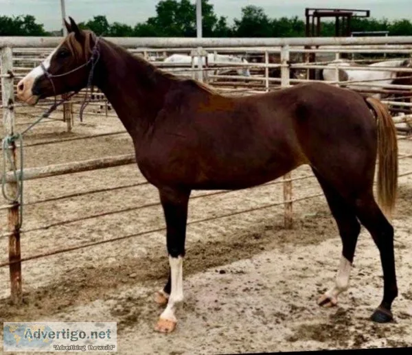Jessy Looking For New Home