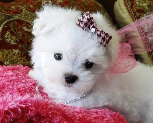 cutty  male and female  Pure white Maltese puppies.