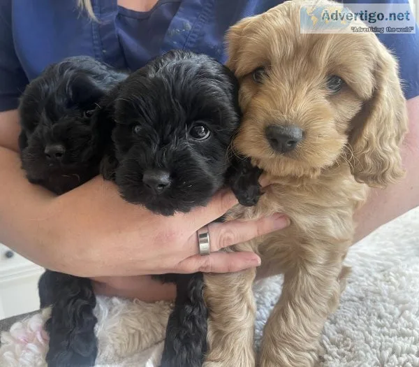 cavapoo puppues