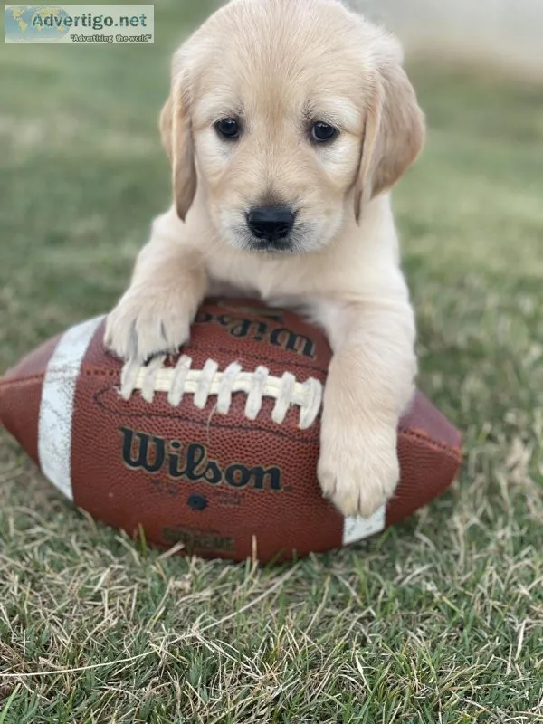 AKC Golden Retriever Puppies