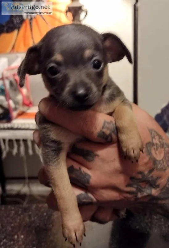Female Grey and tan Chihuahua for Sale
