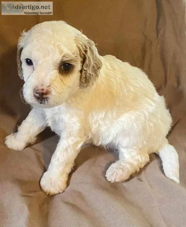 Cavapoo Puppies