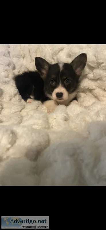 Corgis