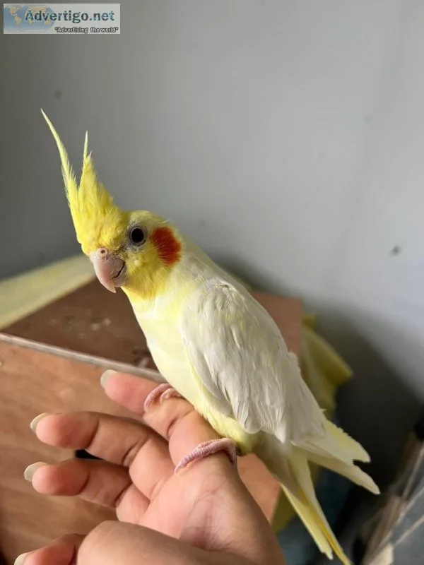 Cockatiel parrots