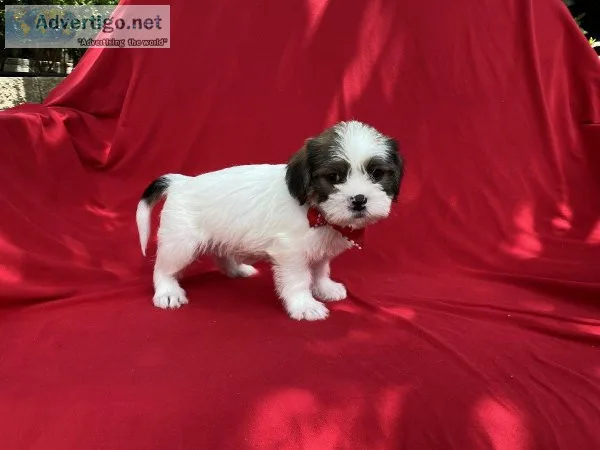 Mauzer Puppies