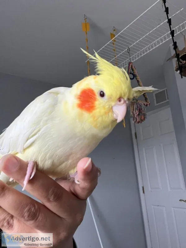 Cockatiel parrots