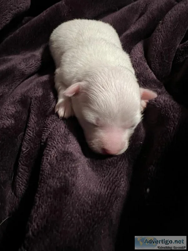 White chihuahua female