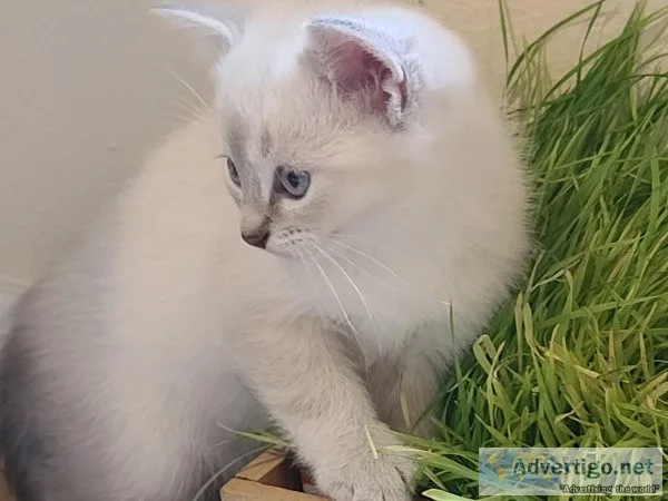 Scottish straight blue color point kitten