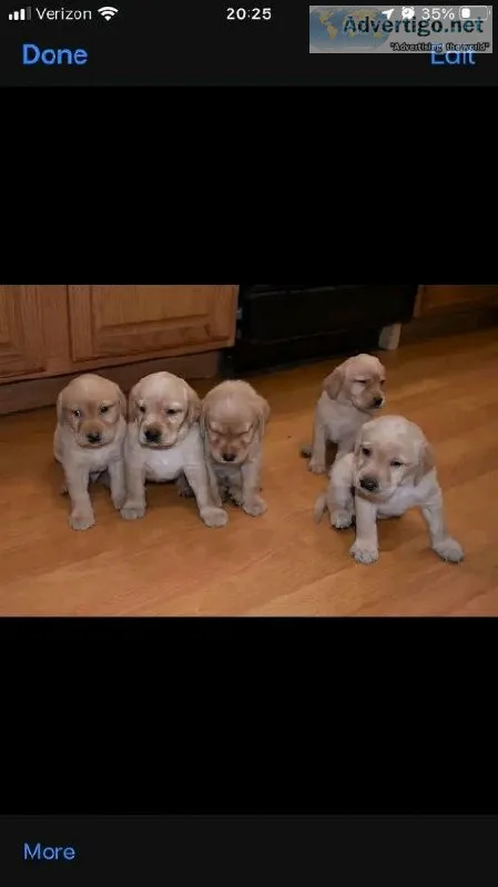 Dog Sales