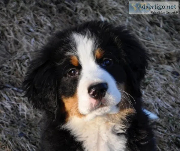 BERNESE MTN DOG PUPPIES