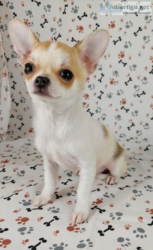 Adorable Chihuahua puppy available