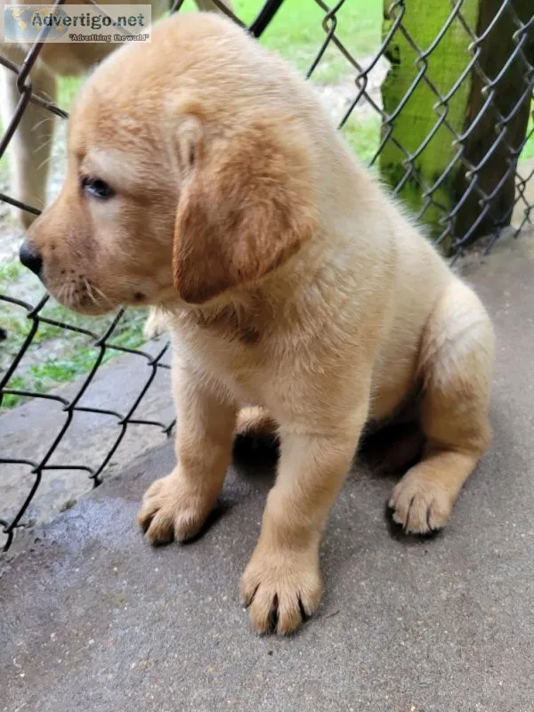 AKC Yellow Female Labrador Retriever Puppies