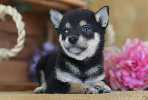 Shiba Inu Puppies now available