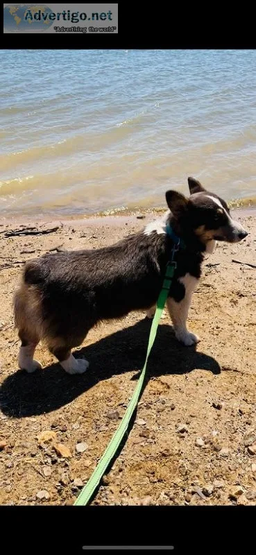 Akc registered bluie corgi
