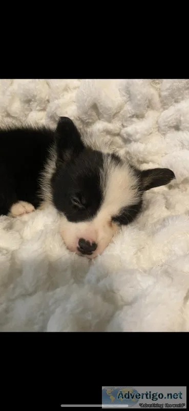 Corgi male