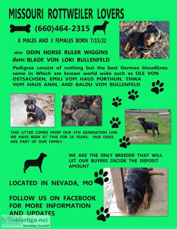 Akc Rottweiler puppies