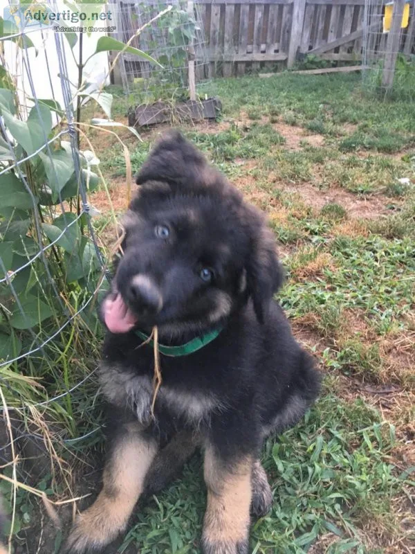 German Shepperd AKC