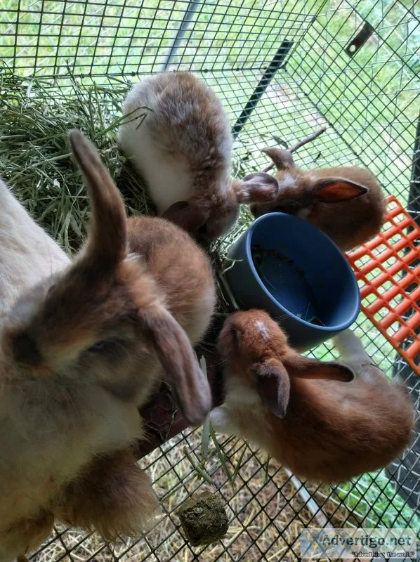 Rabbits - 3g californian does; holland bucks; lionhead pet; holl