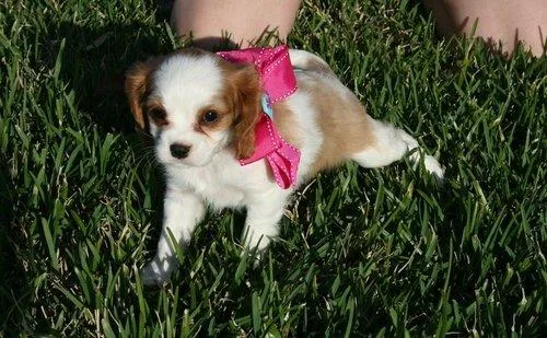Cavalier King Charles Spaniel Puppies For Sale