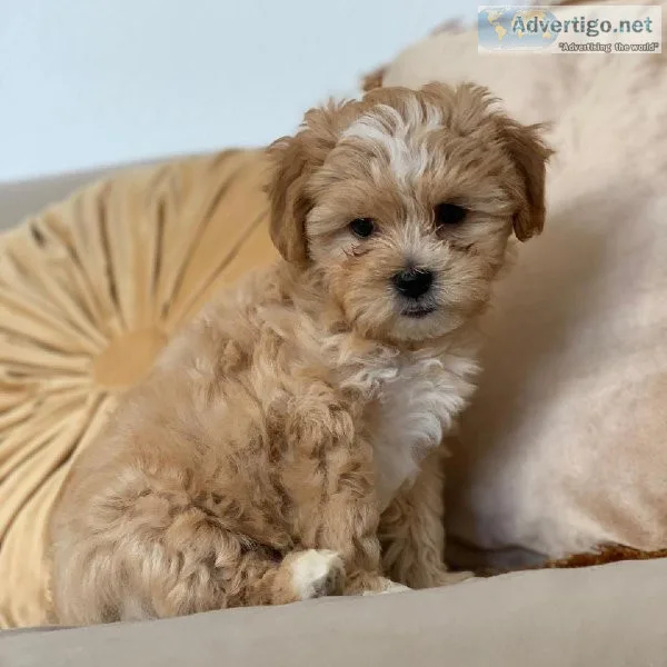 Maltipoo Puppy