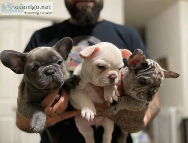 French bulldog puppies for rehoming