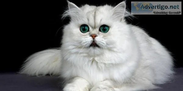 Persian cat price Delhi