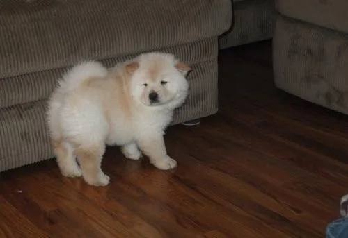 well trained chow chow puppies that are home raised