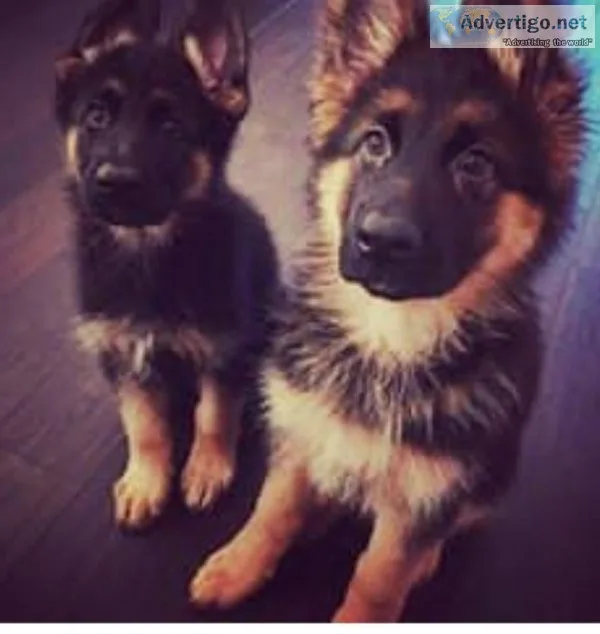 German Shepard mix.