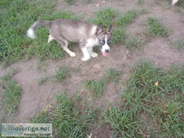 Siberian Husky Puppy