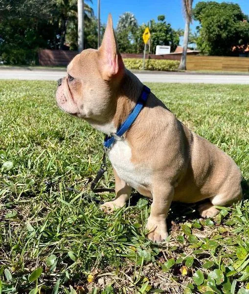rehoming this French puppy