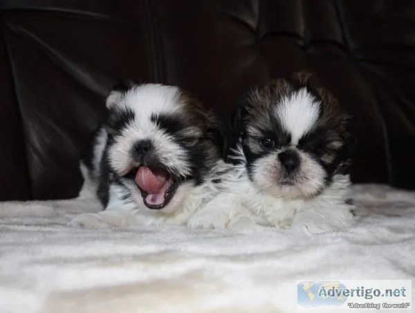 sweet well trained Cute Shih Tzu Puppies for sale