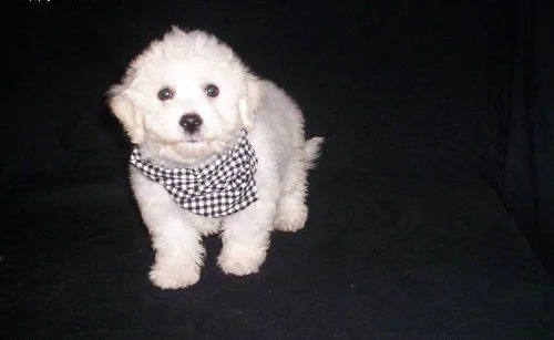 Snow white bichon frise puppies Available