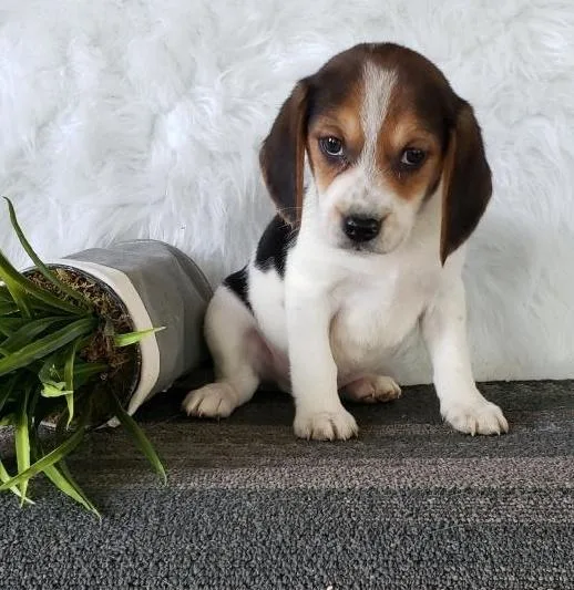 Sweet Beagle puppy 